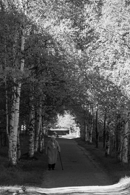 Free A black and white image of a woman walking on a forest path, using a walking stick, surrounded by tall trees. Stock Photo