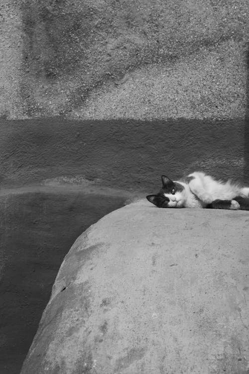 Grayscale Photo of a Cat Lying on the Concrete Surface 