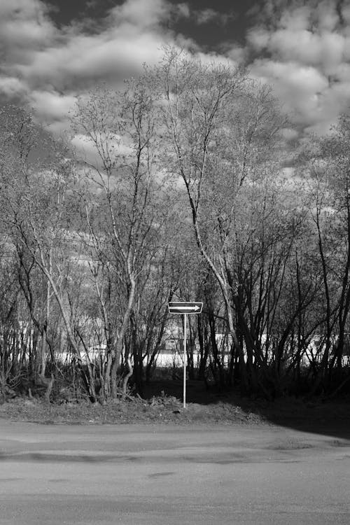 Grayscale Photo of Tall Trees near the Road 