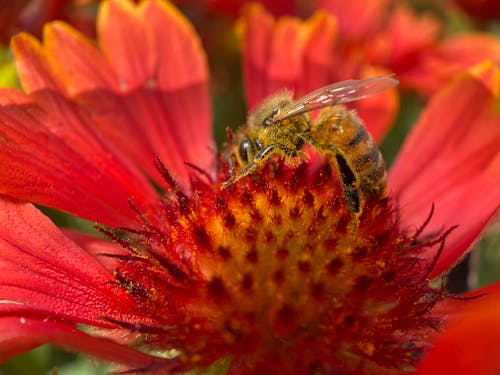 Free stock photo of beautiful flower, bee, disney world