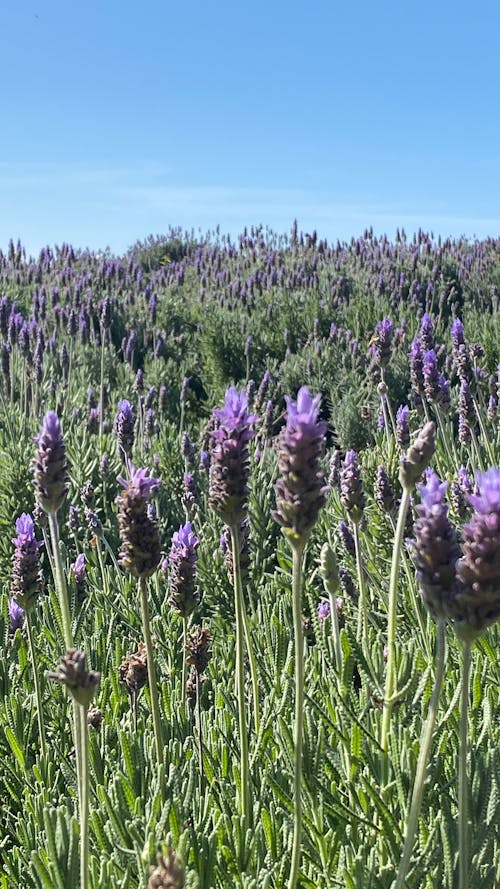 Free stock photo of lavander, lavender color, lavender field Stock Photo