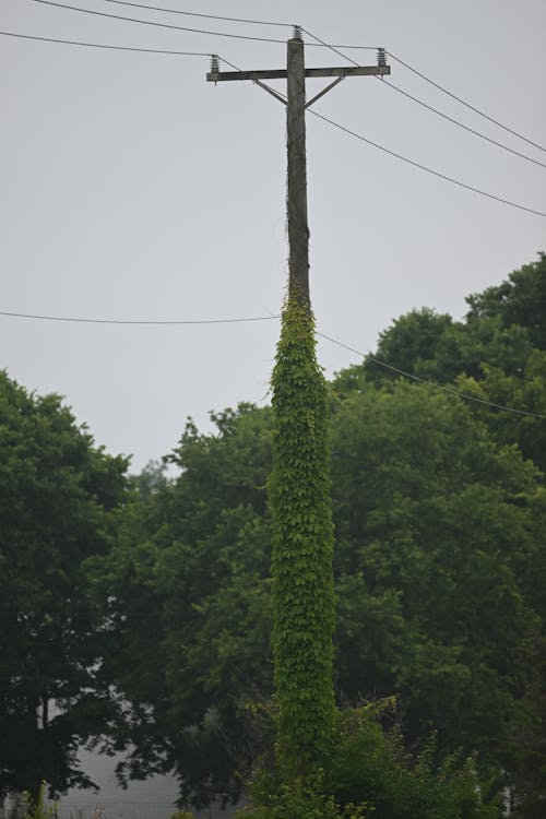 Gratis stockfoto met bomen, elektriciteit, elektriciteitsmast