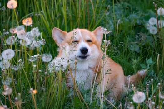 Cute Pembroke Welsh Corgi enjoying a playful day in a grassy meadow with dandelions.