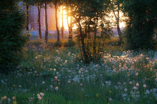Δωρεάν στοκ φωτογραφιών με ανθόκηπος, δύση του ηλίου, λευκά λουλούδια