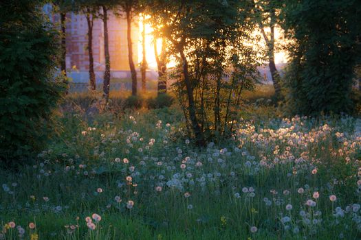 Serene dandelion field with trees during sunset in Saint Petersburg, Russia.
