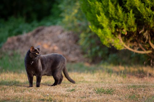 Gratis Gato Negro Foto de stock