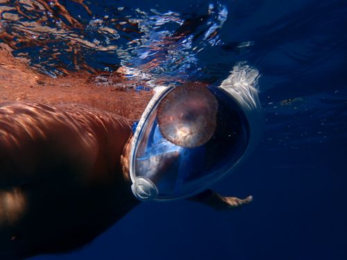 Free Diver interacts with a jellyfish underwater, capturing a mesmerizing ocean scene. Stock Photo