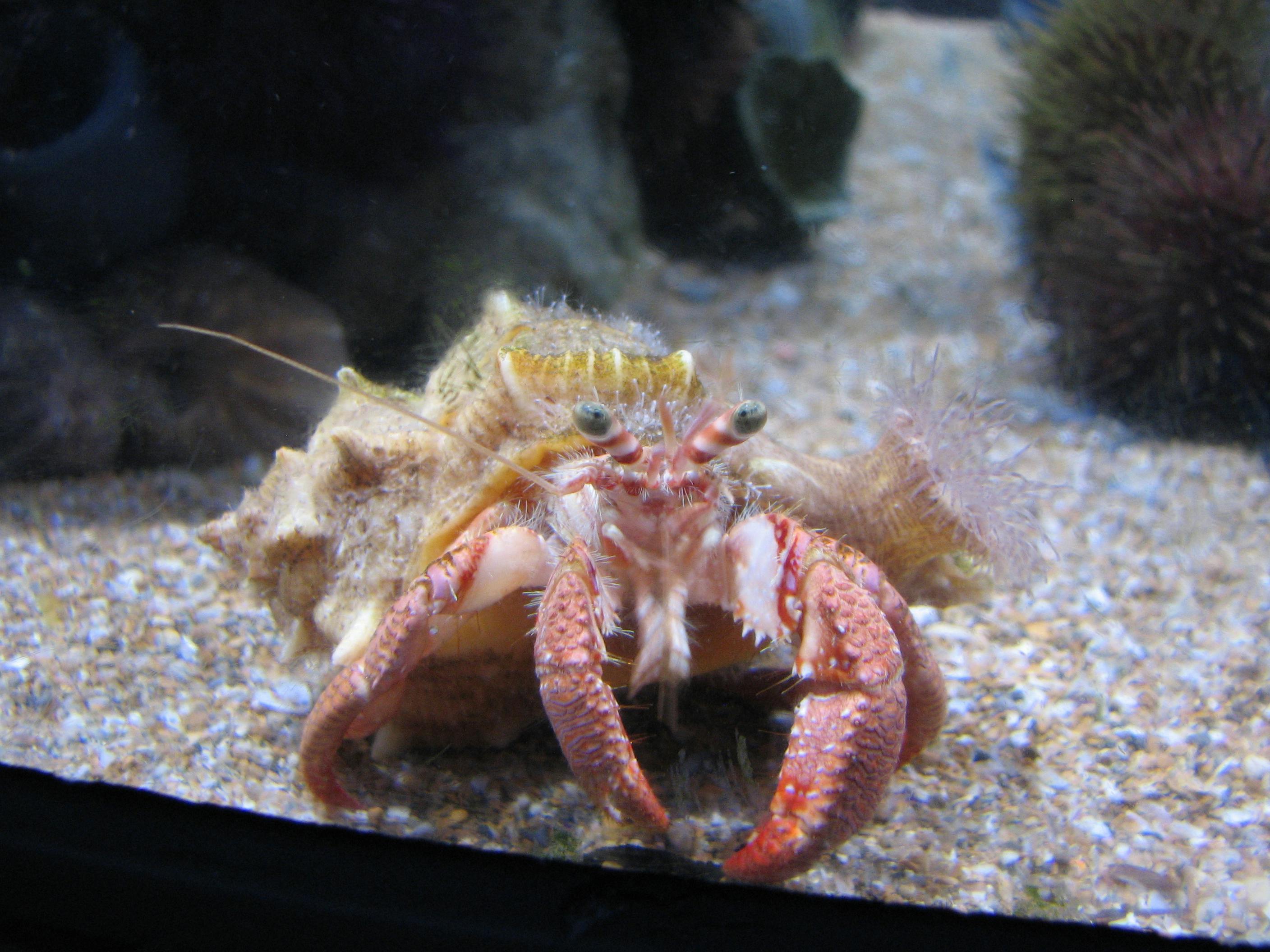 Free stock photo of crab, hermit crab, sea life