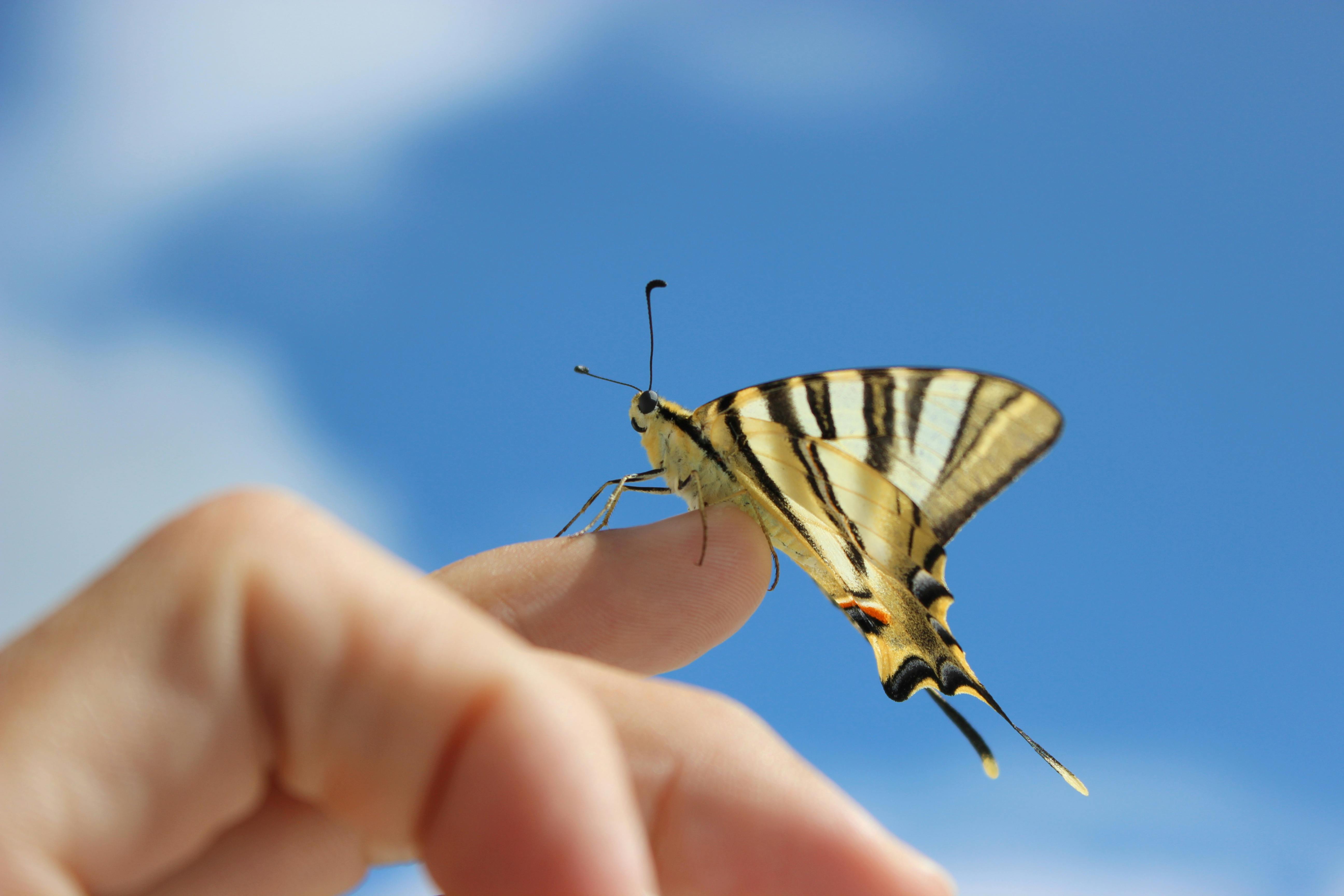 Imagine De Stoc Gratuită Cu Fluture Insectă Natură