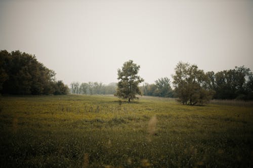 Green Grass Field With Trees