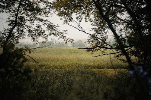 Open Grass Field on the Countryside