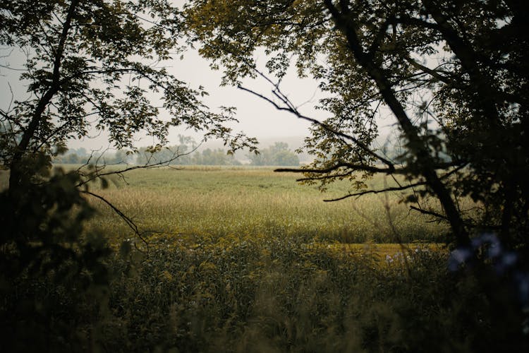 Open Grass Field On The Countryside