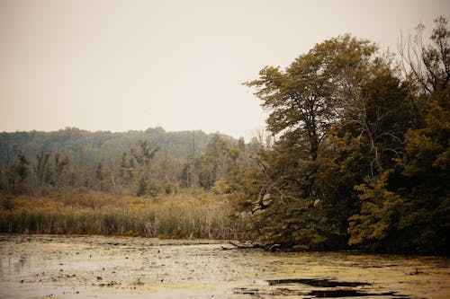 Základová fotografie zdarma na téma bažina, jezero, mokřina