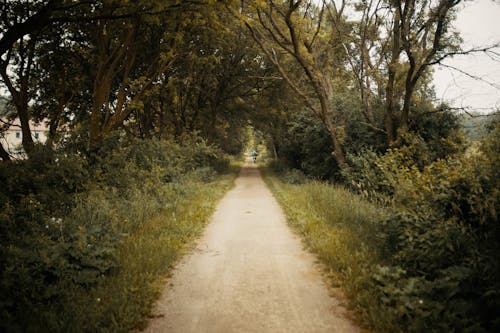 Free Gray Dirt Road Between Green Grass and Trees Stock Photo