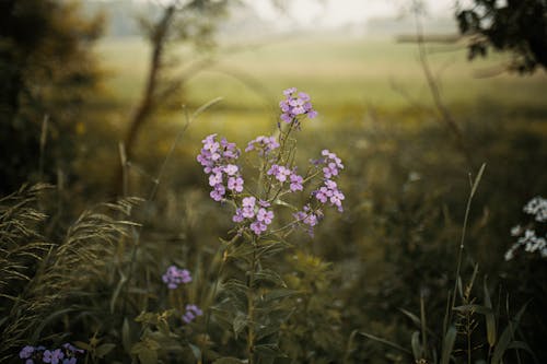 Free Purple Flower in Tilt Shift Lens Stock Photo