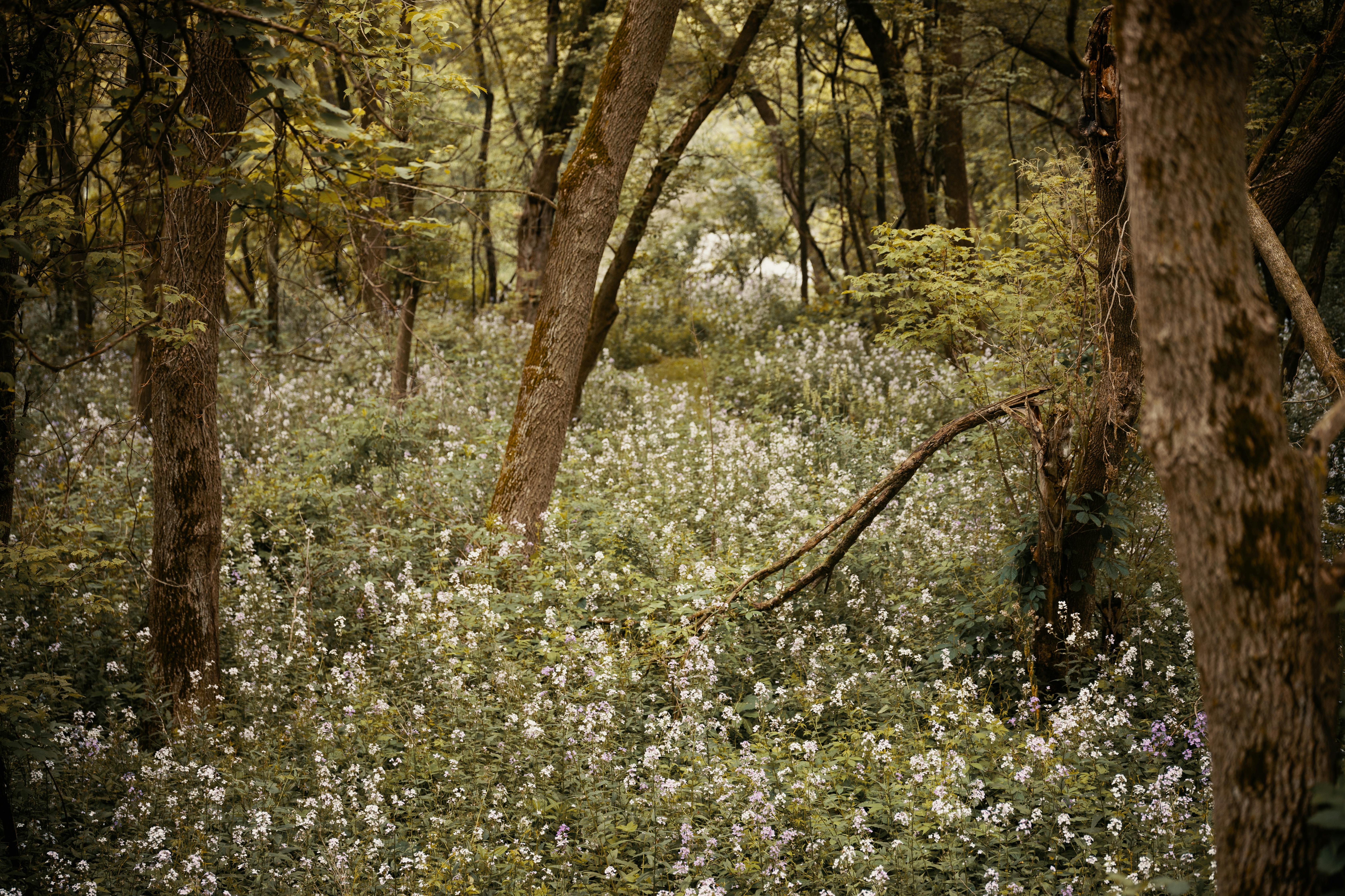 DuPage Forest Preserve executive director leaving for city manager job in Florida — Photo by Josh Sorenson on Pexels