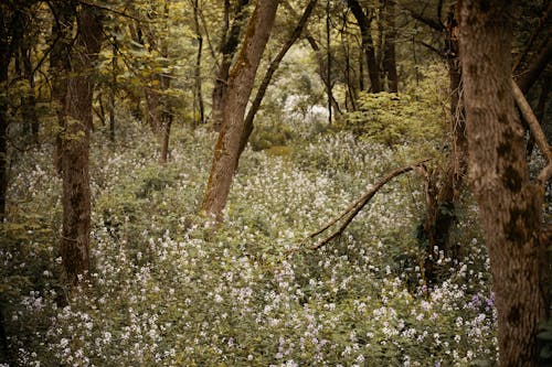 Бесплатное стоковое фото с деревья, кустарники, лес