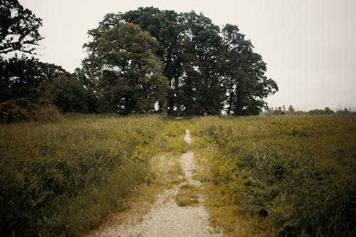 Foto profissional grátis de árvores, caminho não pavimentado, campo de grama