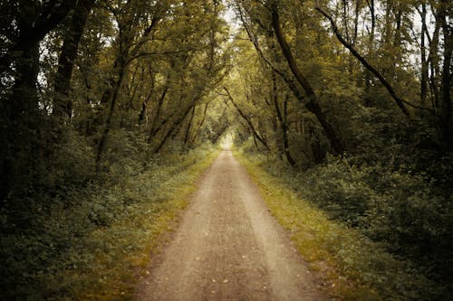 Free Pathway Between Green Trees Stock Photo