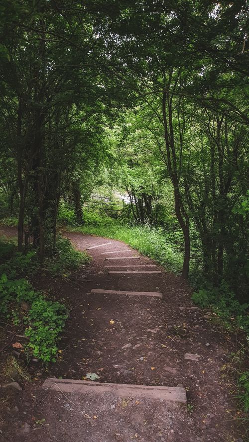 Free A tranquil forest path surrounded by lush greenery, ideal for nature exploration. Stock Photo