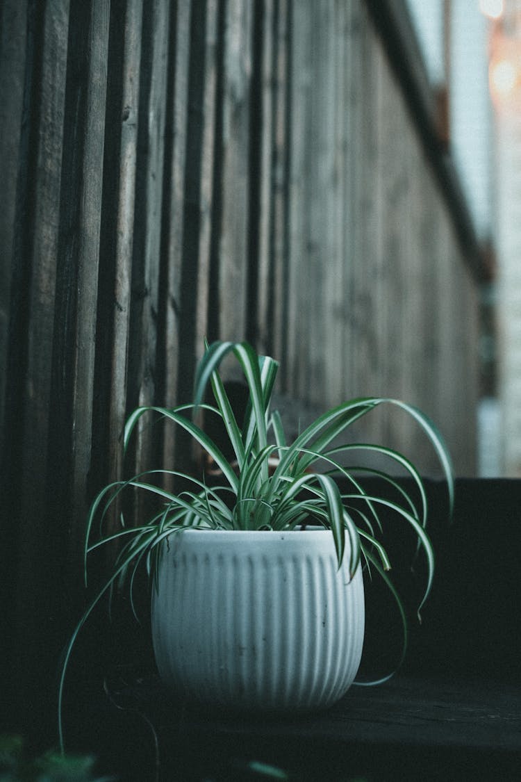 Green Plant In White Ceramic Pot