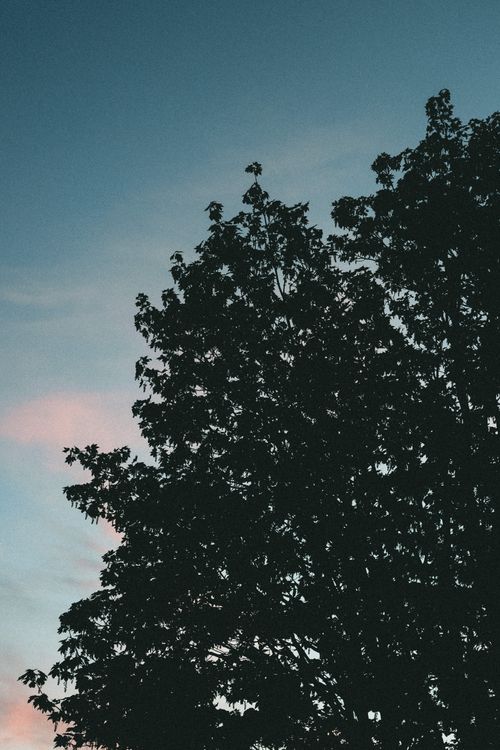 Free Moody silhouette of a tree against a twilight blue sky, showcasing nature's serene beauty. Stock Photo