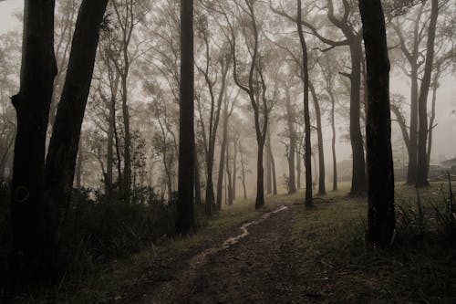 A Foggy Forest