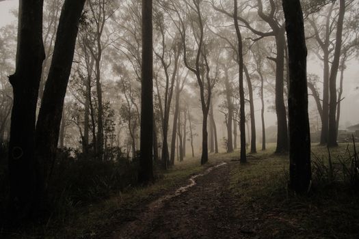 Mysterious foggy trail through trees in Mount Dandenong, Australia.