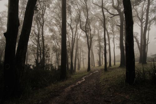 Free Mysterious foggy trail through trees in Mount Dandenong, Australia. Stock Photo