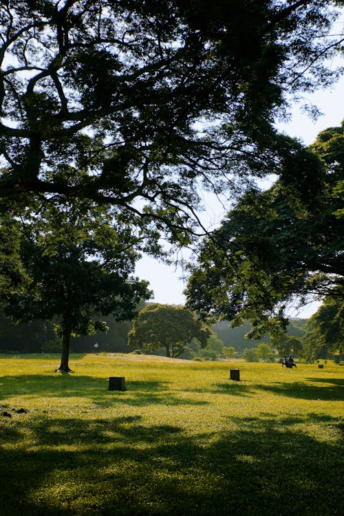 Trees on the Green Grass Field