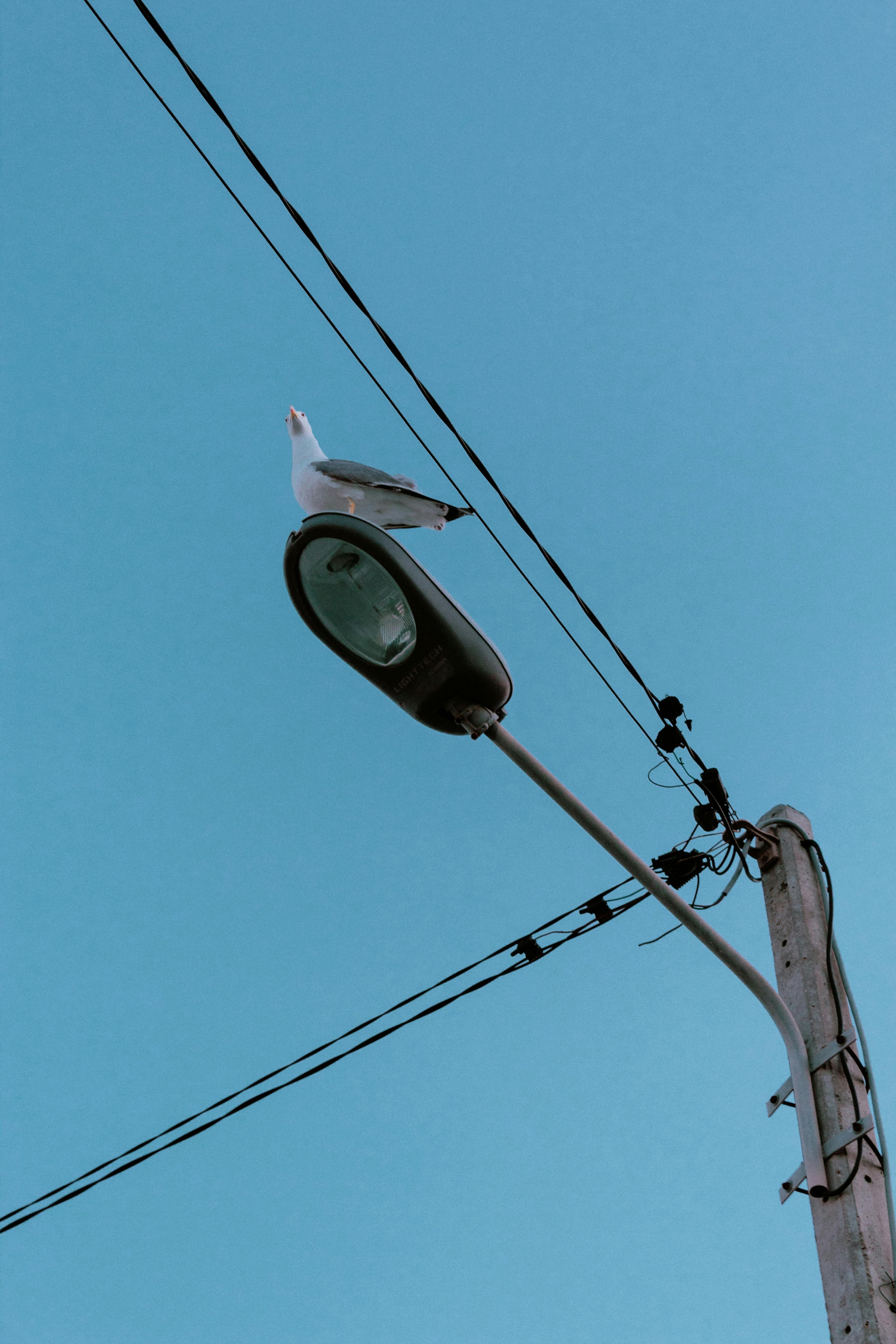 Seagull stands on a streetlight against a clear blue sky. Low angle view.