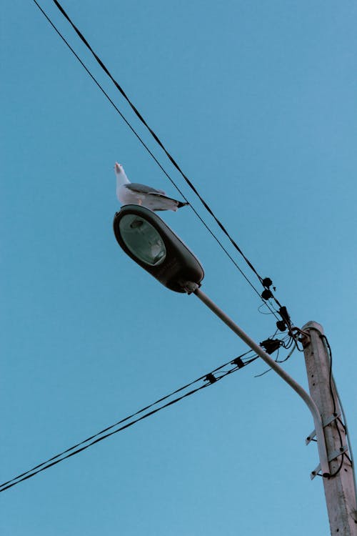 Pigeon Perched on a Lamp Post Under Blue Sky