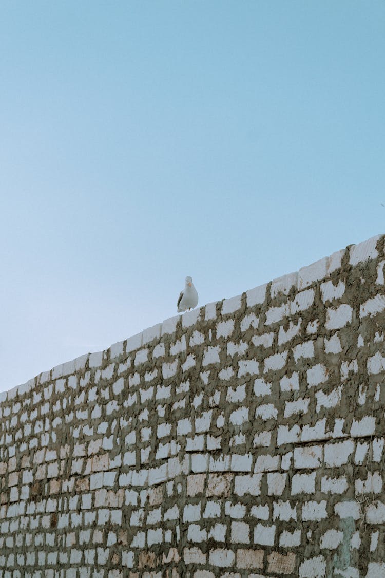 White Bird On Concrete Blocks Wall