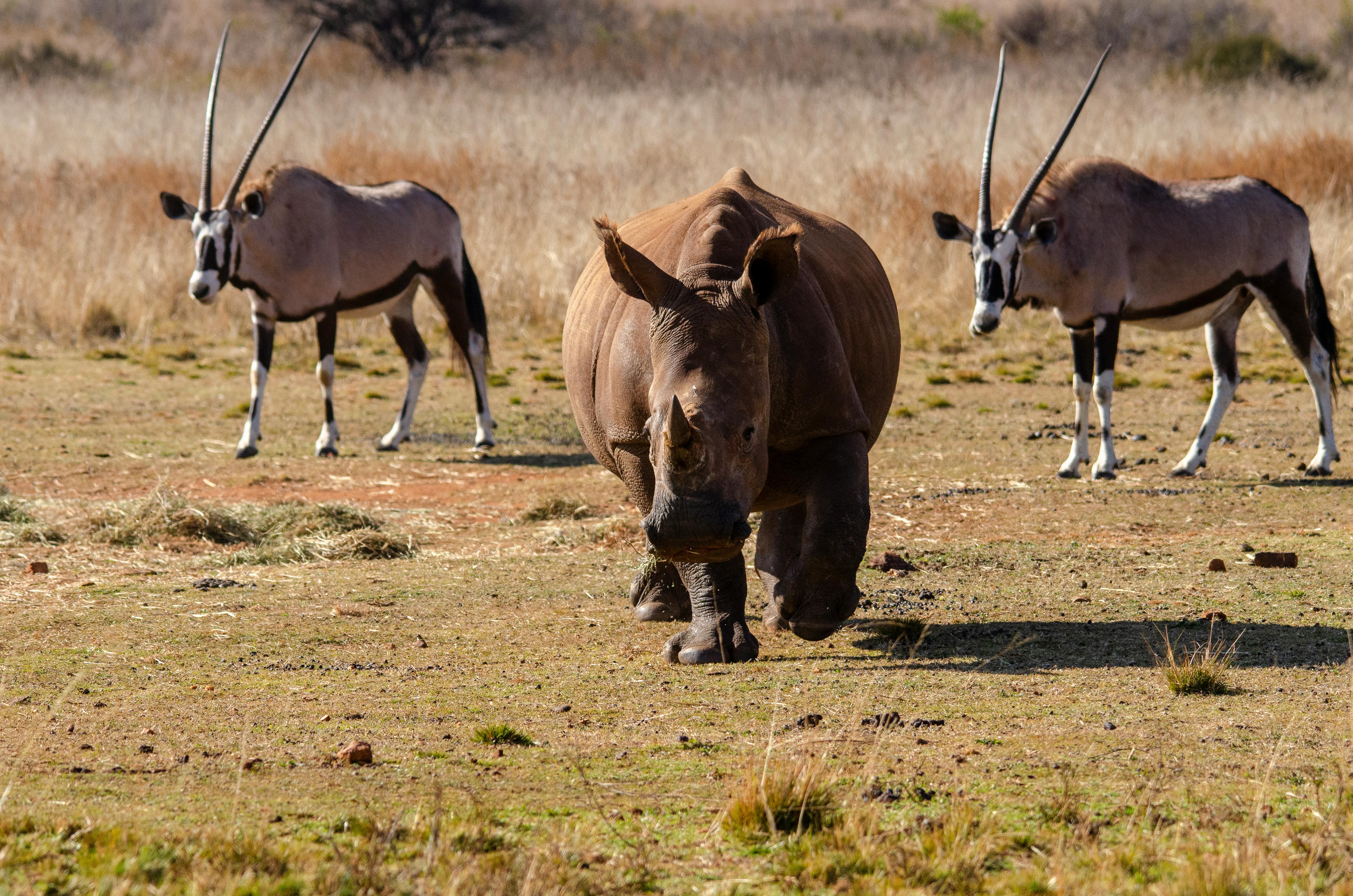 Gratuit Photos gratuites de @extérieur, afrique, animaux du désert Photos