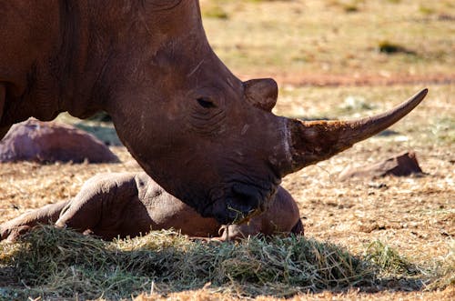 Brown Rhinoceros Eating Grass