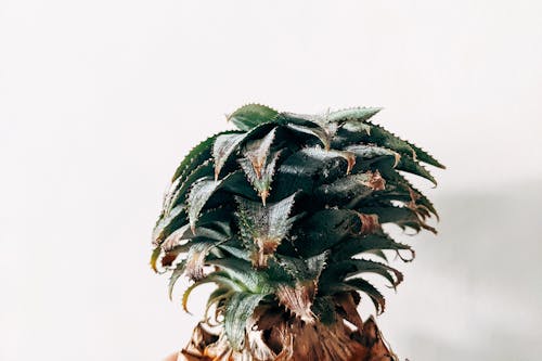 Ananas, Beyaz arka plan, bitki örtüsü içeren Ücretsiz stok fotoğraf