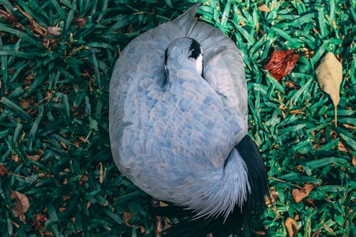Top View Photo of Gray and Blue Bird on Grass Field
