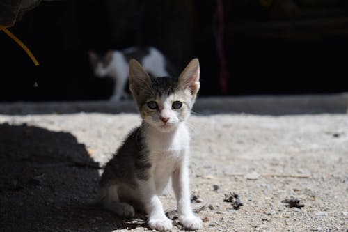 Close-Up Shot of a Kitten 