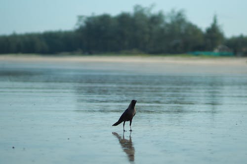 Photos gratuites de arbres, étendue d'eau, oiseau