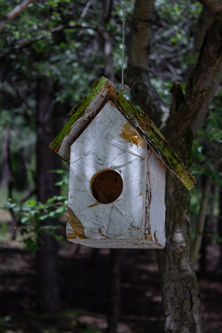 A Hanging Birdhouse 