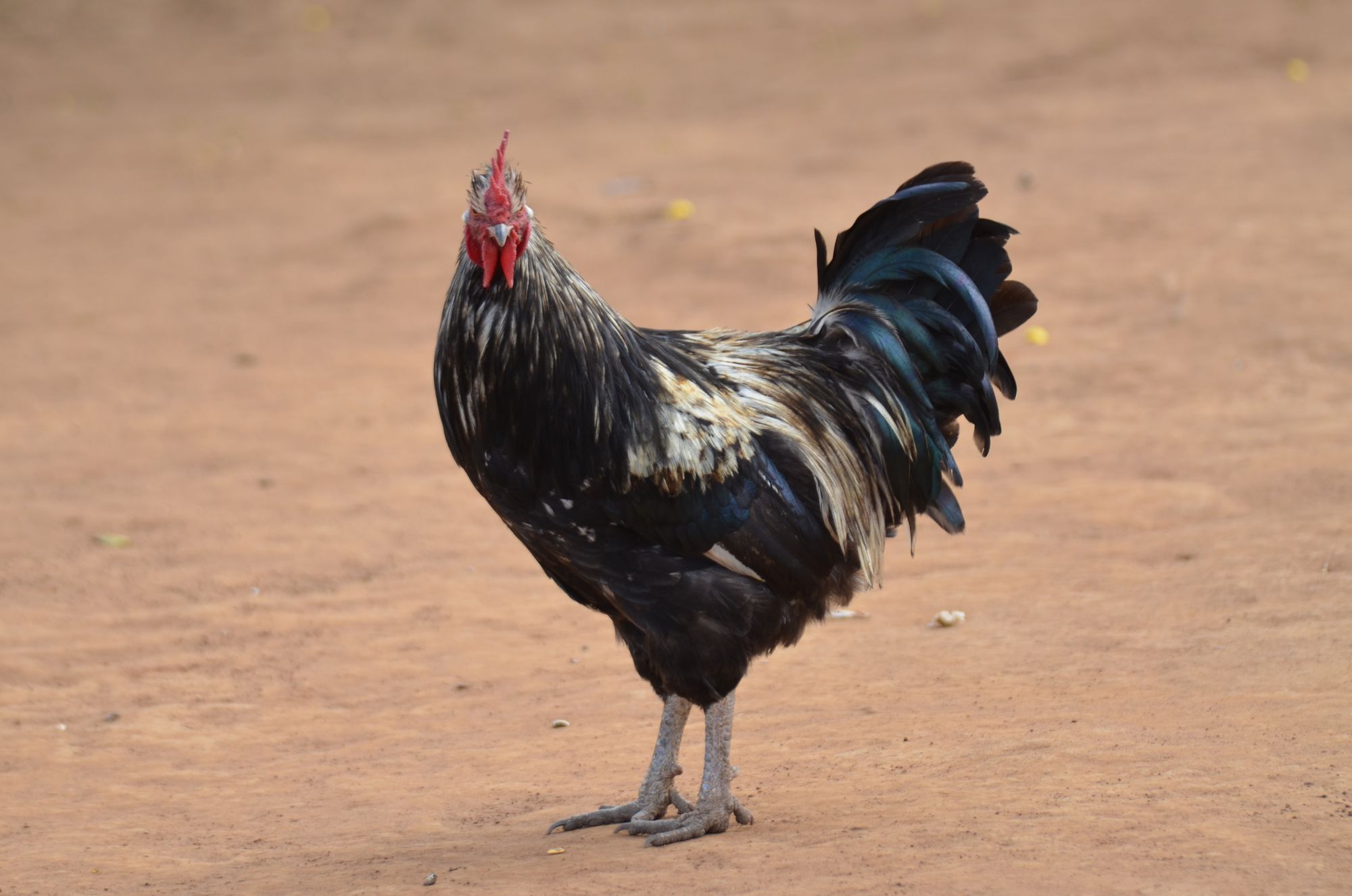 Lilongwe