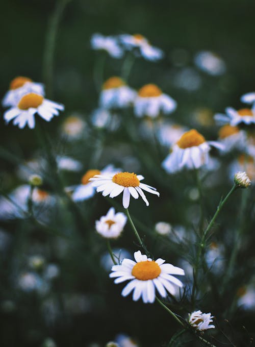 Daisies in Bloom 