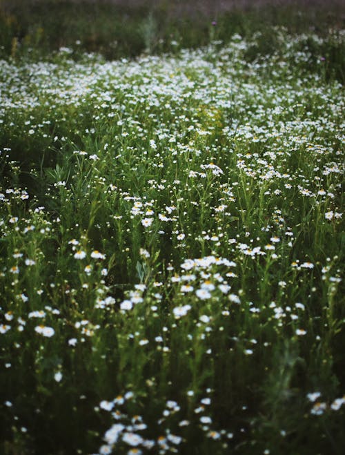 White Flowers on Meadow
