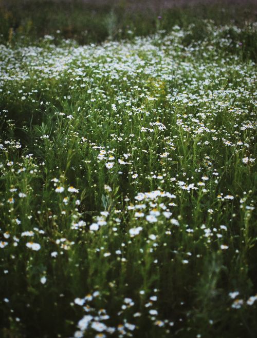 Free A picturesque meadow filled with blooming white wildflowers, ideal for nature lovers. Stock Photo