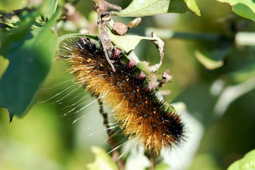 Free stock photo of catterpillar, feeding, insect