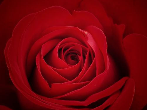 Free Detailed macro shot of a red rose, revealing intricate petal patterns and vivid color. Stock Photo