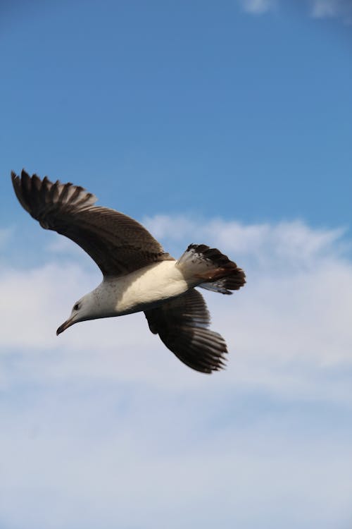 Close Up Photo of Flying Bird