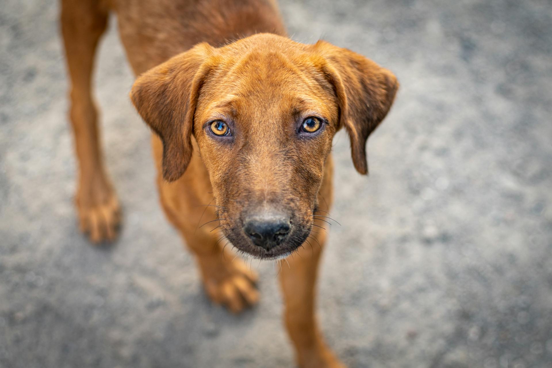 Une photo rapprochée d'un chien