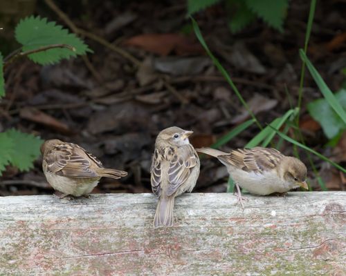 Free Three Eurasian tree sparrows perched on a weathered log in a natural setting. Stock Photo