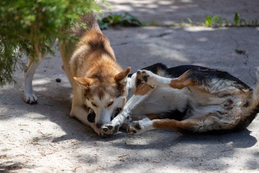 Playful interaction between two dogs on a sunny outdoor day.